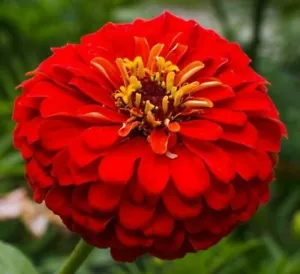 CHERRY QUEEN ZINNIA FLOWER SEEDS 100+ RED zinnnia ANNUAL garden Free Shipping - Picture 1 of 1