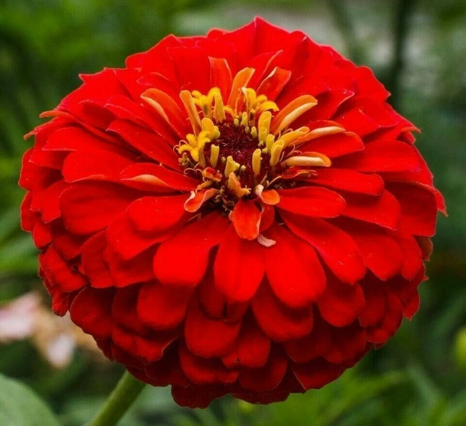  CHERRY QUEEN ZINNIA FLOWER SEEDS 100+ RED zinnnia ANNUAL garden Free Shipping  — 第 1/1 张图片