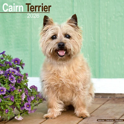 AVONSIDE PUBLISHING LTD Cairn Terrier 2026 Calendar | Dog Breed Gift Wall 20% OFF MULTI ORDERS