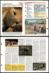 Sacred Baboon  #81 Mammals Wildlife Fact File Fold-Out Card - Picture 1 of 1