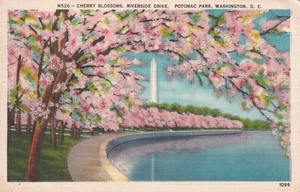 Cartolina postale Cherry Blossoms Riverside Drive Potomac Park Washington DC - Foto 1 di 2