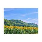 Charming Sunflower on the Field Scene Beautiful Lovely and Gorgeous Flowers Bea