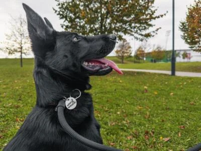 WAGS & WIGGLES Adjustable No-Pull Rope Lead For German Shepherd - Durable Grip