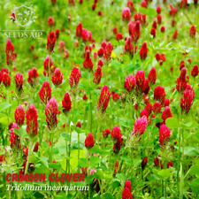 10g Purpurklee Samen (Trifolium incarnatum) InkarnatKlee für 3-4 qm Wildblumen