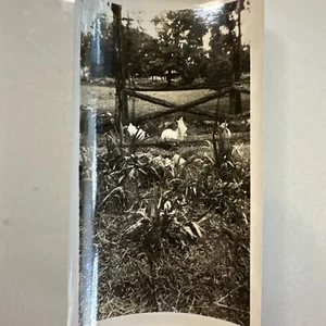 Blumen Pflanze Outdoor Garten Vintage Foto Echtfoto - Bild 1 von 2