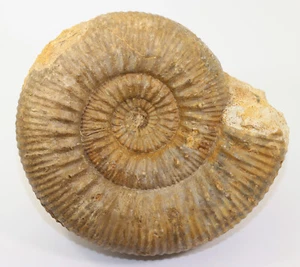 Ammonite, Stephanoceras sp., Giura, Bajoc, Evrecy, Calvados, Francia -f591 - Foto 1 di 7