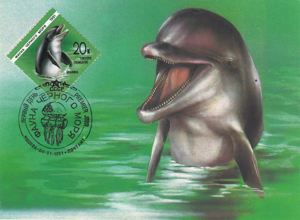 Dolphin Common Bottlenose Tursiops Truncatus Sea Life Russia FDC Maxi Card 1991 - Image 1 of 1