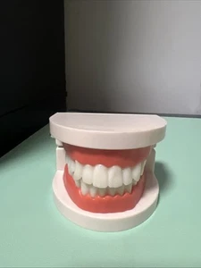 PVC Erwachsene Standard Typodont Demonstration Zähne Modell Schule Lehrmittel - Bild 1 von 6