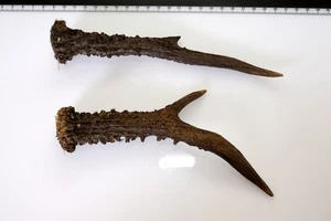 2 Geweihstangen vom Reh Geweih Deko Tischdeko Floristik - Bild 1 von 2