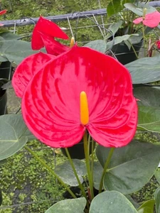Anthurium Oklahoma - Mature Flowering Plant In 6" Pot - Stunning Red - Picture 1 of 2