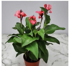 Canna lily Pink President Pink/Coral flower green foliage Best bulbs