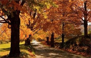 Postal Cromada Vermont Country Road Temprano Otoño Colores PC889 - Imagen 1 de 2