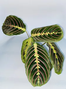 Prayer Plant | Maranta Fascinator Tricolour | Indoor Plant | Houseplant - Picture 1 of 12