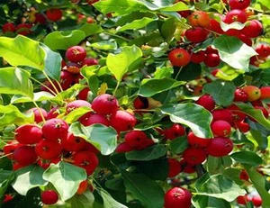 Obstbäume Obstbaum CD Kultur Obstgarten Landwirtschaft 30 Bücher Pomologie Gartenarbeit - Bild 1 von 3