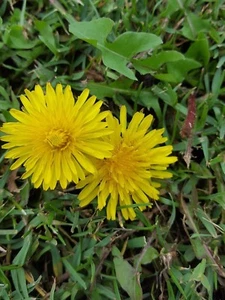 DIENTE DE LEON Taraxacum officinale - comestible - 600 Semillas - seeds - Imagen 1 de 1