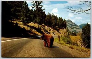 Postcard Wyoming Yellowstone National Park WY Brown Bear on Road - Picture 1 of 2