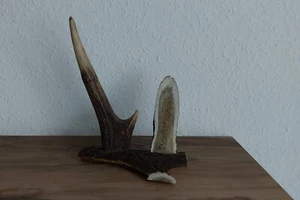 Gestell für Thermometer aus echtem Geweih - Bild 1 von 5