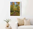Trail Through State Forest In Autumn Poster Premium Quality Choose Your Size