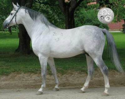 Horse False Tail DOUBLE LIGHT GRAY OZ  80CM 32“ 360g False Horse Tail EXTENDED - Photo 1/3