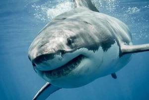 A1 | Great White Shark Poster Art Print 60 x 90cm 180gsm Ocean Sea Gift #8474 - Picture 1 of 3