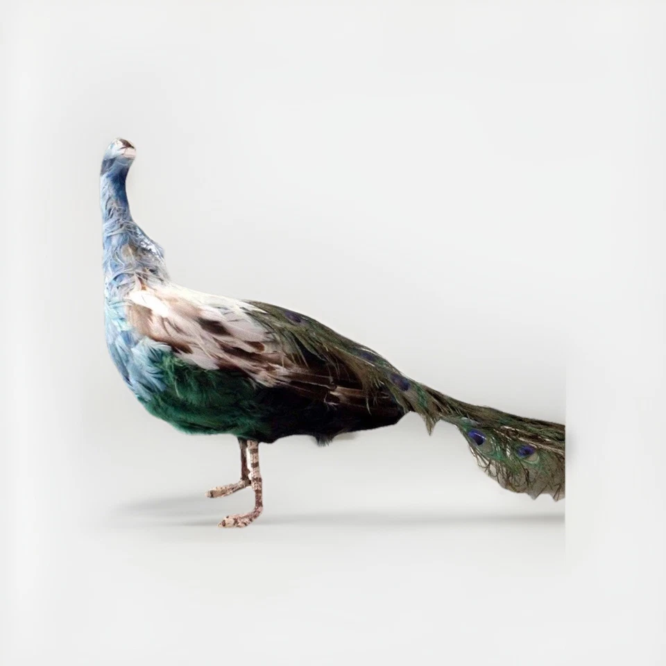 Precioso Pavo Real Taxidermia Relleno De Pie Foto 1 de 4