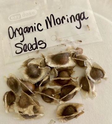 Hand Picked organic Moringa Oleifera Seeds from my Tree in Sunny Arizona🌵🌞 - Image 1 of 4