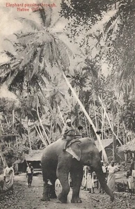 Sri Lanka Ceylon Der Teebusch und Plicker bei der Arbeit Vintage Postkarte B96 - Bild 1 von 2
