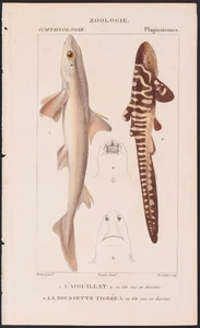 Turpin 1816 antiker handkolorierter Druck: Dogfish & marmorierte Haie, Meereslebewesen, Fische - Bild 1 von 2