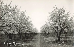 Postcard RPPC Prune Blossoms Santa Clara Valley California Kodak - Imagen 1 de 2