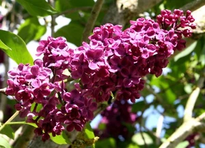 Flieder Edelflieder Syringa 'Andenken an Ludwig Späth' Stämmchen Stammhöhe 100 - Bild 1 von 4
