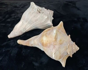 Lot of 2, 6" 6 1,/4" Knobbed Whelk Shells Beach & Ocean Decor Orange Tones - Picture 1 of 14