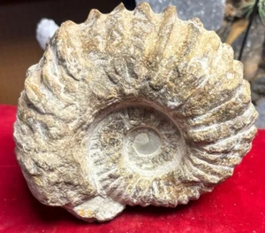 Ammonit Fossil Mine grob Nautiloid Kambrium Madagaskar 5 Zoll - Bild 1 von 8