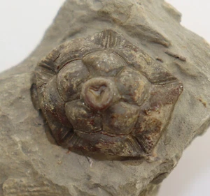 Crinoide, Halocrinites minor, Devon, Givet, Ahütte, Eifel, Germania -k693 - Foto 1 di 6