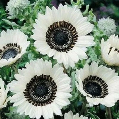 50+ ITALIAN WHITE SUNFLOWER ----- TALL ------ CUT FLOWERS ----------------- RARE - Image 1 of 2