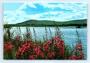 Postcard Sweden Norrlandsk Nature Lake Mountain Flowers M3 - Picture 1 of 2