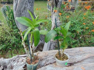 NO TAG Dendrobium Hybrid Bloom size 4" pot 2 PLANTS A - Picture 1 of 1