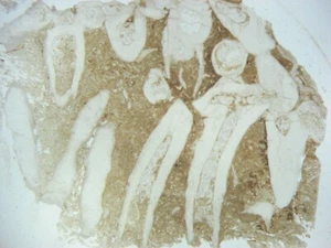 Fossil thin section - Pennsylvanian coral Syringopora multattenuata 1 per bid - Picture 1 of 2
