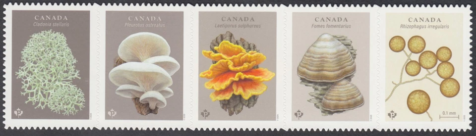 Canada - *NEW* Fungi Strip of Five Die Cut From Quarterly Pack (2025) - MNH - Image 1 of 1