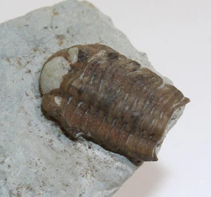 Trilobit, Acernaspis sp., Silur, Gotland, Lusklint, Gotland, Schweden -c397 - Picture 1 of 6