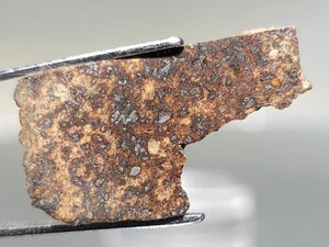 NWA 15261, H4, 2,24 g, astilla con cara pulida, algún bonito remanente de corteza en la parte posterior - Imagen 1 de 6