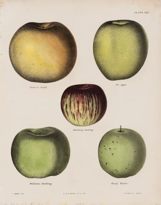 SWINTON (19.Jhd) nach EMMONS (19.Jhd), Fünf Apfelsorten nebeneinander,  1851, Li - Bild 1 von 4
