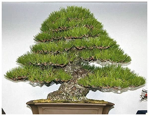 10 semi di Pinus Thunbergii, Pino Giapponese nero, semi bonsai - Imagen 1 de 1