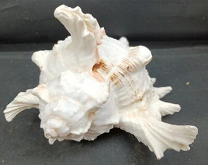 Conch Sea Shell Spiked Murex Seashell Beach Decor Nautical Art White And Pink 6" - Picture 1 of 9