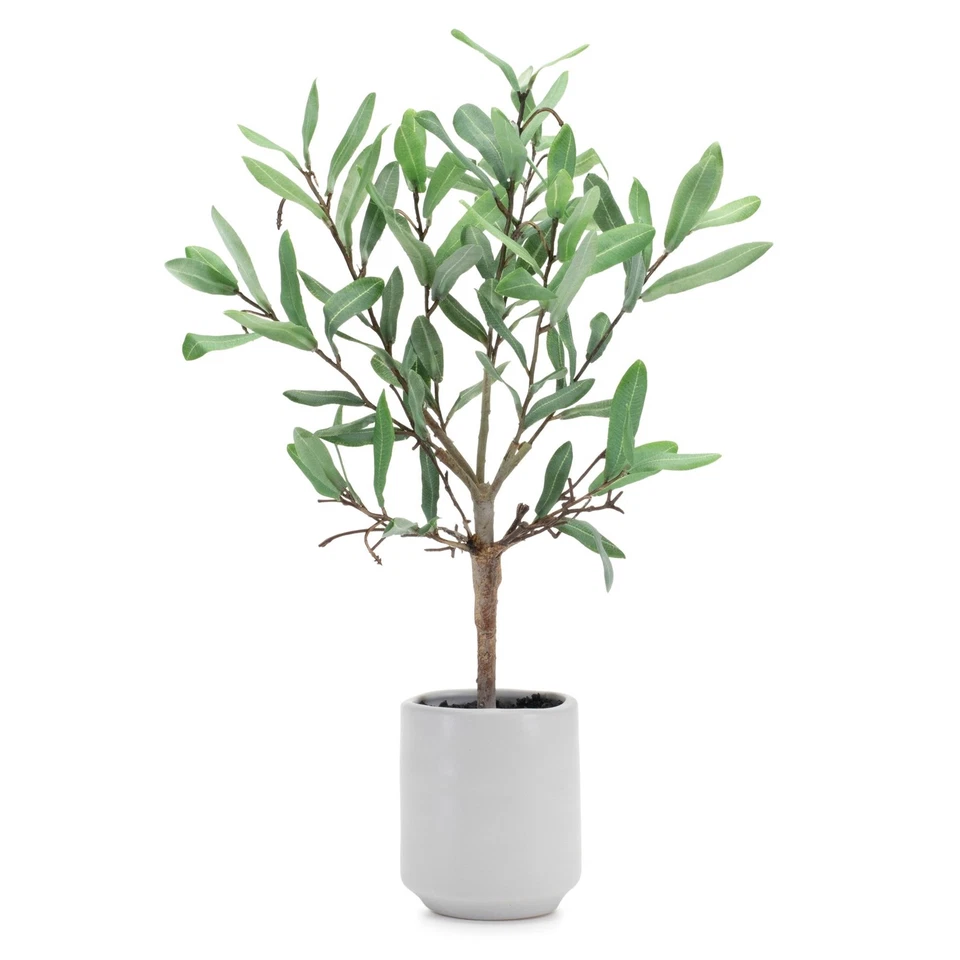 Melrose Potted Olive Leaf Topiary 17.5"H - Image 1 of 1