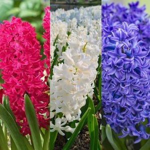 Hyacinth Spring Bulb Traditional Mix - Highly Fragrant Flowering Perennials - Picture 1 of 8