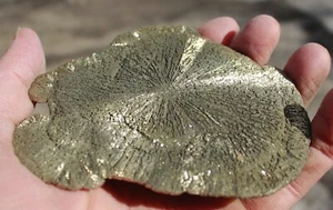 Dólar solar pirita grande • 4,75" x 4,0", 10,2 oz. - Imagen 1 de 8