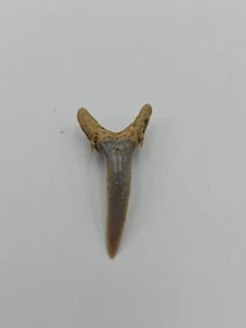 Authentic Striatolamia Shark Tooth – Ancient Fossil, in good condition - Picture 1 of 4