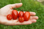 Na wolnym powietrzu pomidor koktajlowy "Celsior" czerwona kropla, nasiona Demeter ORGANICZNE, 15 ziaren
