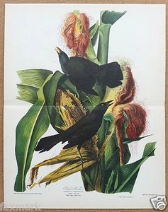 "Purple Grackle" Bookplate Print from "Audubon's America" 1940 Book... - Picture 1 of 5