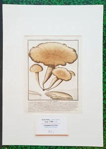 XVIII ème - P Bulliard - Champignon de la France - Superbe Gravure n°106 - 1784 - Bild 1 von 1